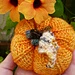 Potiron, pumpkin o calabacita pattern 