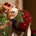 Gariguette Sweater pattern