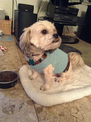 Dog sweater / Hunde-Pulli photo 12