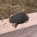 Mole pattern