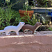 Short-tailed Weasel / Stoat / Ermine pattern 