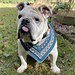 Holiday Snarf Scarf photo 3