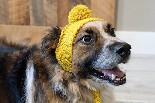 Stinky Dog Hat photo 7