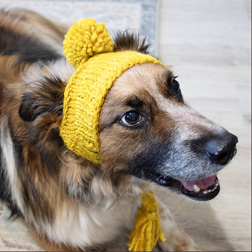 Stinky Dog Hat photo 4