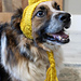 Stinky Dog Hat pattern 