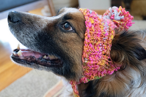 Stinky Dog Hat photo 11