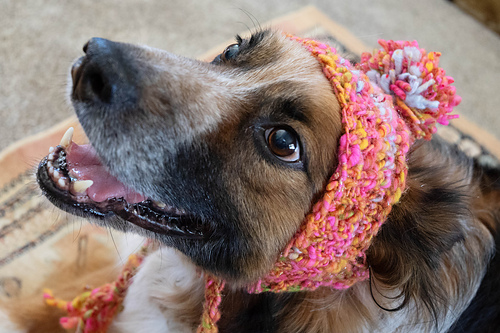 Stinky Dog Hat photo 9