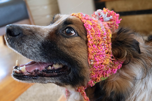 Stinky Dog Hat photo 8