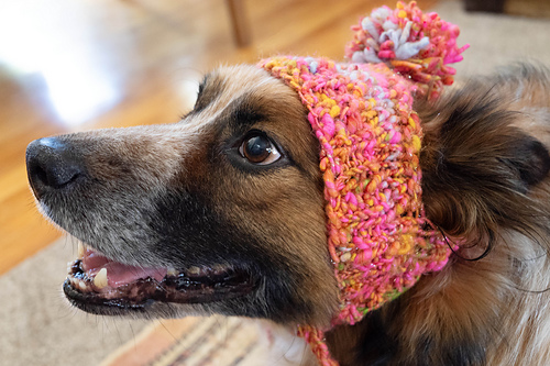 Stinky Dog Hat photo 10