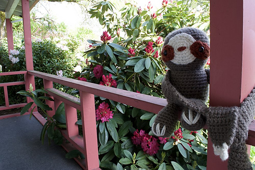Bonds the Scarfie Sloth photo 1