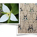Tilley pattern