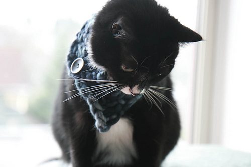 The Triangle Cowl for Tiny Creatures photo 7