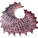 Conch pattern 