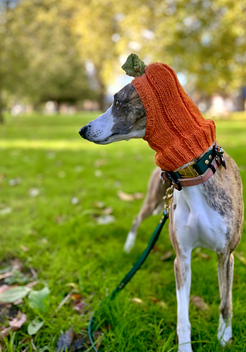 The Pupkin - Pumpkin Snood Hat for Dogs photo 3