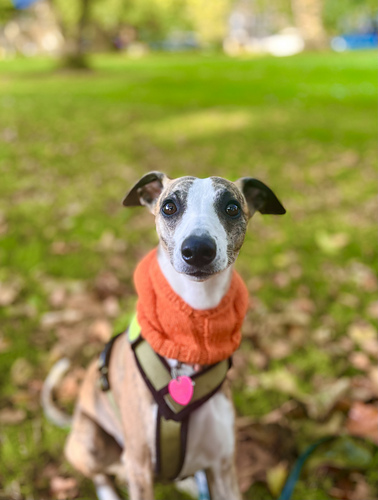The Pupkin - Pumpkin Snood Hat for Dogs photo 4