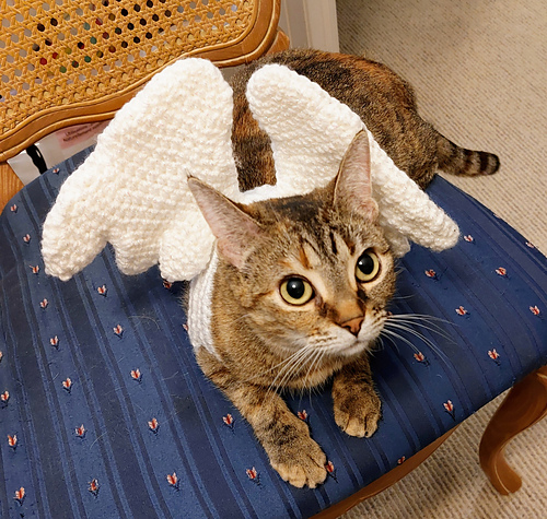Cat_Wings_cover_medium.jpg