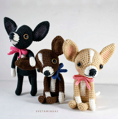 Chihuahua - Sveta Minakova