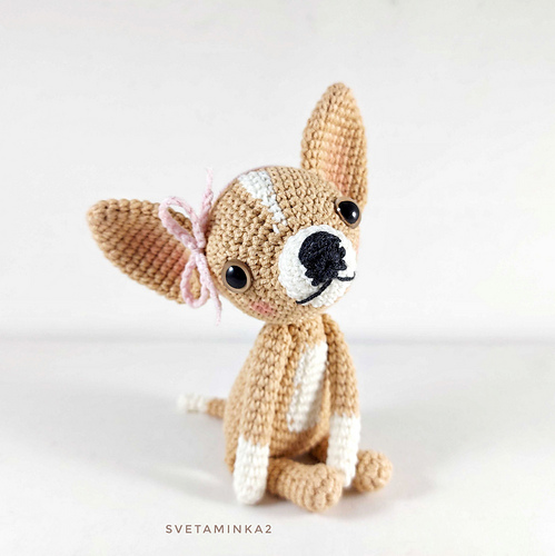 Chihuahua - Sveta Minakova