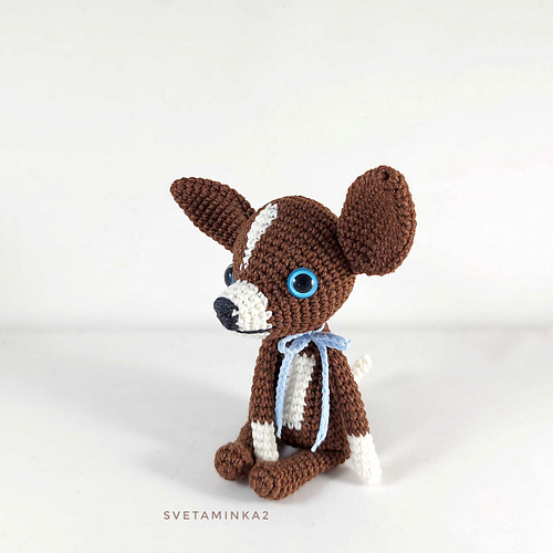 Chihuahua - Sveta Minakova