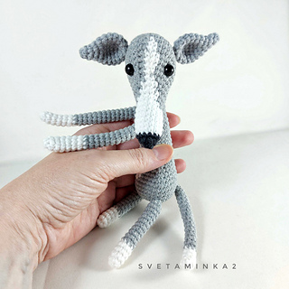 Sweet Italian Greyhound loves being cuddled.