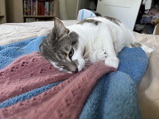 cats really love this yarn