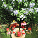 Strawberry Harvest pattern 