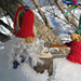 Gnome Shearing Day pattern 