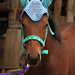 Ohrengarn für Ponies/fly bonnet for ponies photo 3