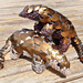 Scale Mail Pangolin pattern