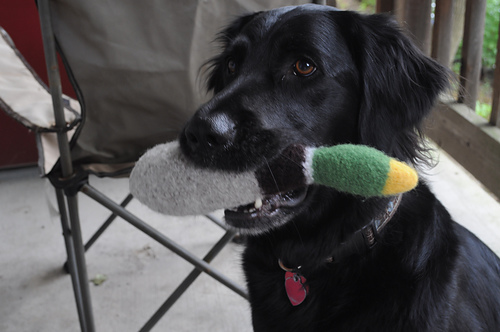 Quack Duck Toy photo 3