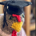 Emotional Support Chicken® GraduatHEN Cap pattern