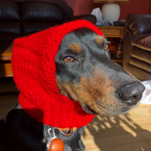 Ravelry Dog Hood pattern by Alanna Palma