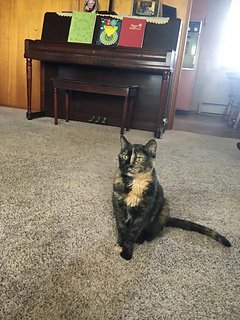 Pepper (inspiration). This will NOT look like a real tortie. Even though the version with more black (see other pic) is closer, neither is very close, and the lighter one is more appealing in general (to me).