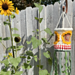 Sunflower Windsock pattern