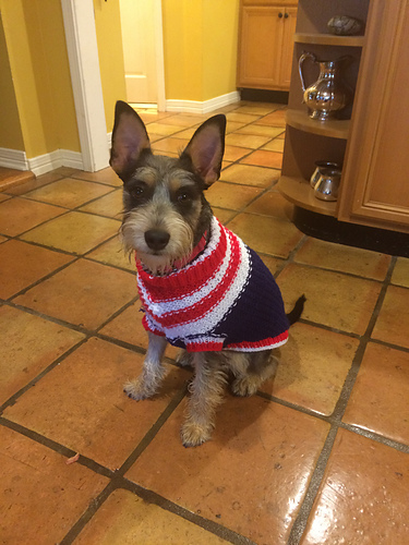 The Patriot Dog Sweater photo 3