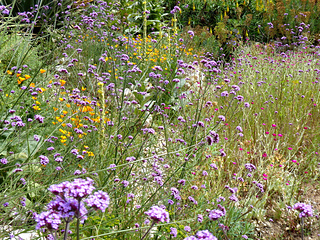 The Desert Wash in East Ruston Old Vicarage Gardens, Norfolk, UK, in July 2022