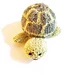 Tiny Turtle pattern 