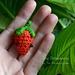 Tiny Strawberry pattern 