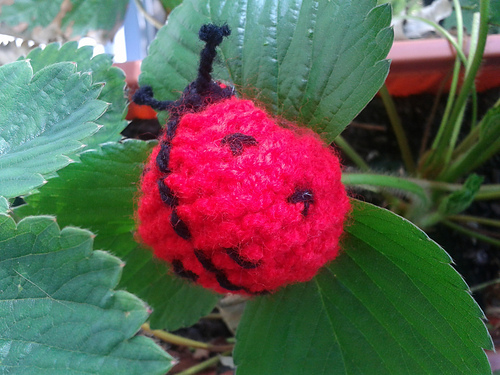 Ladybird photo 8