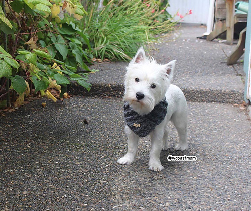 The Barry Dog Scarf photo 1