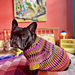 Syncopated Dog Sweater pattern