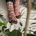 Squirrel Love Socks pattern 
