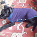 Hundepulli Maxi - dog sweater photo 3