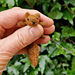 Red Squirrel Brooch pattern 