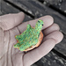 Tiny Turtally Tortoise photo 3