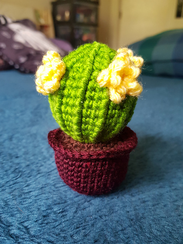 Barrelkaktus - byxhxixdxdxexnx