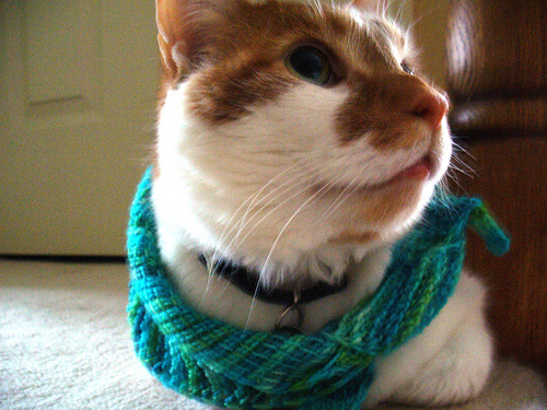 Cattus photo 6