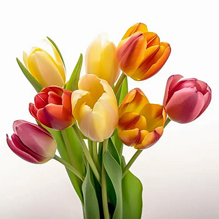 tulips