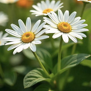 daisies